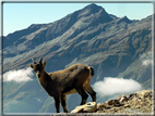 foto Passo dei Salati e Col d'Olen